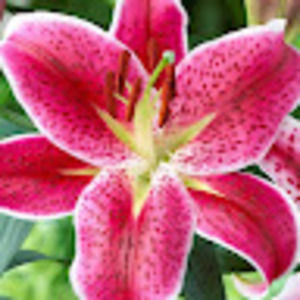 Meet your Posher, Carla